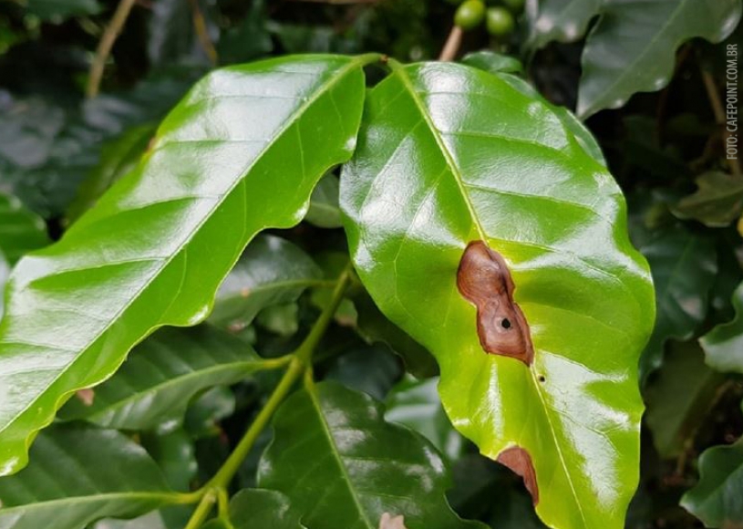 UFLA desenvolve sistema de aviso de doenças nas plantações de café